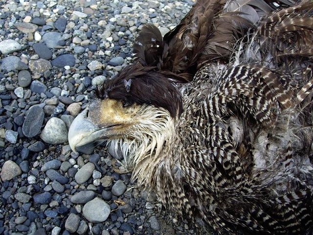 Calafate - Glaciar PM - Dode Roofvogel